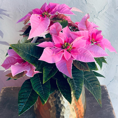 Poinsettia 'Pink' in Gold Pot