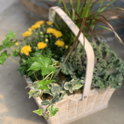 Mixed Fall Planter in a White Wash Wicker Basket